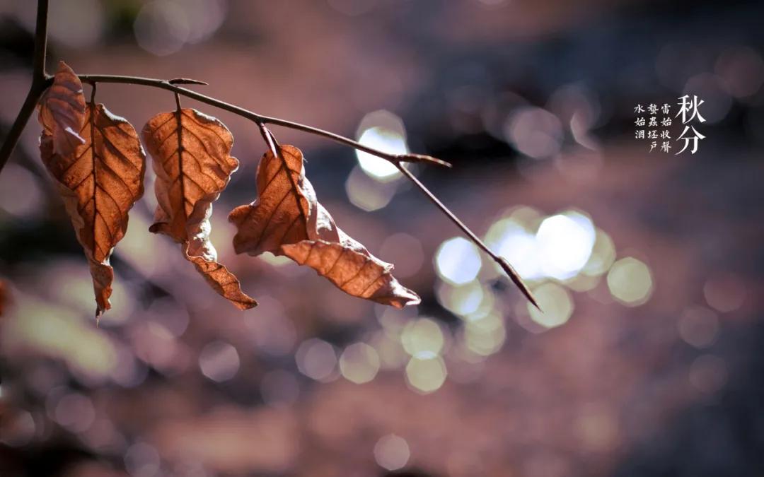 秋秋分享音乐,秋秋分享日常