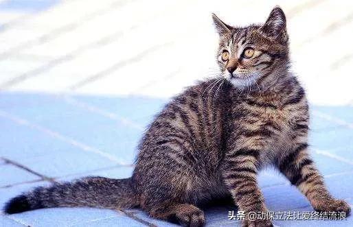 中华田园猫的寿命一般有多少年,中华田园猫哪种捉老鼠最厉害