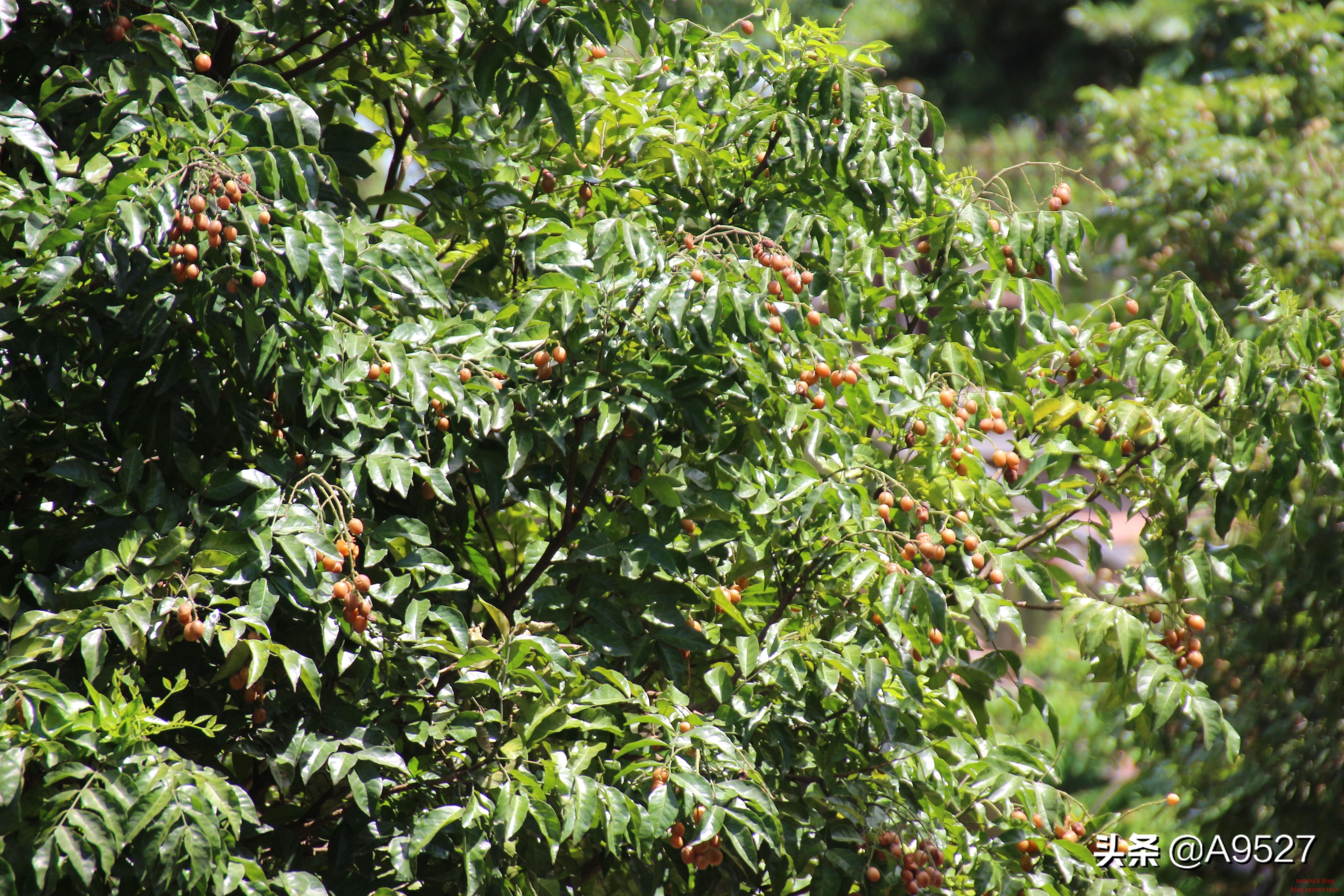 适马1770二代镜头素质如何,适马10-20镜头一代与二代