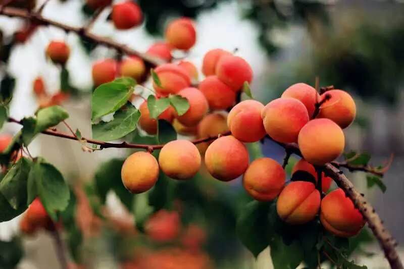 “杏运”来袭：这个县城一件事儿坚持了28年