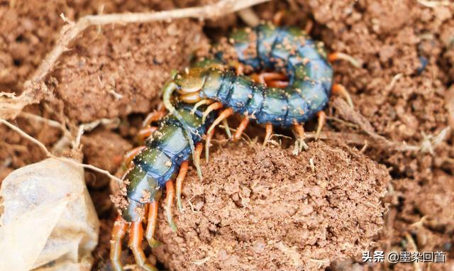 为什么有的蜈蚣毒不死大公鸡,为什么毒蜈蚣毒不死公鸡