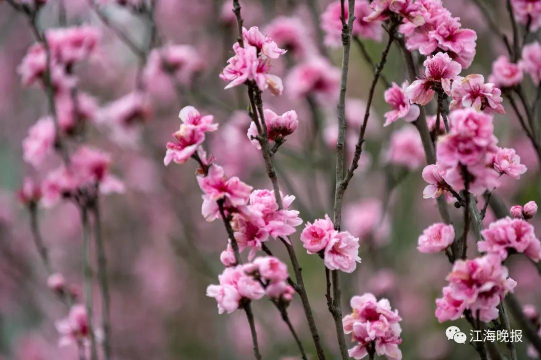 南通已经入春了吗,今年南通什么时候入春