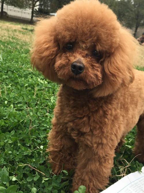 电子项圈制止泰迪吠叫,泰迪乱叫什么原因