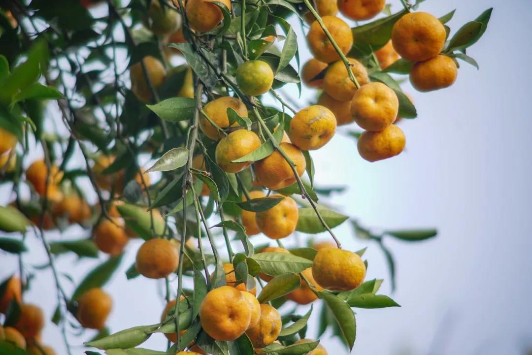 苏州西山农家乐春节期间价格,苏州西山梅岭山庄农家乐