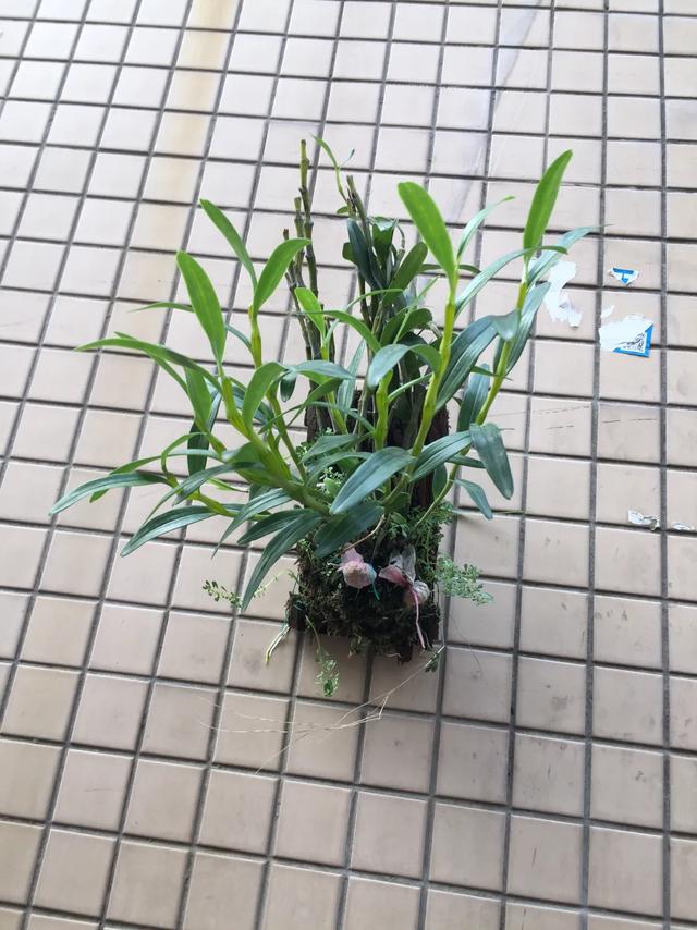 水质酸碱度变化对兰寿的影响,水质的多少对植物幼苗的影响