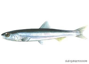 辽宁常见的鱼有哪些,辽宁沿海常见鱼