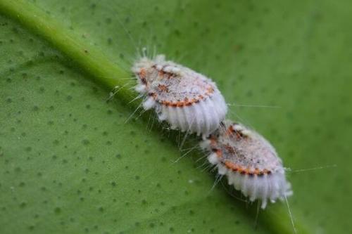 养花万能营养液2500,养花万能生根水