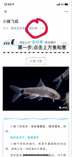 圆尾斗鱼能和泰国斗鱼杂交吗,圆尾斗鱼观赏鱼