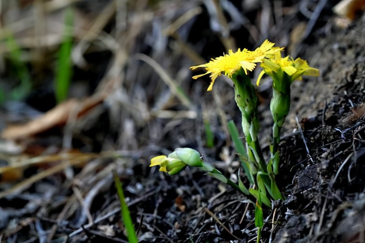 农村山上的那种黄色的野菊花,野生路边菊图片大全