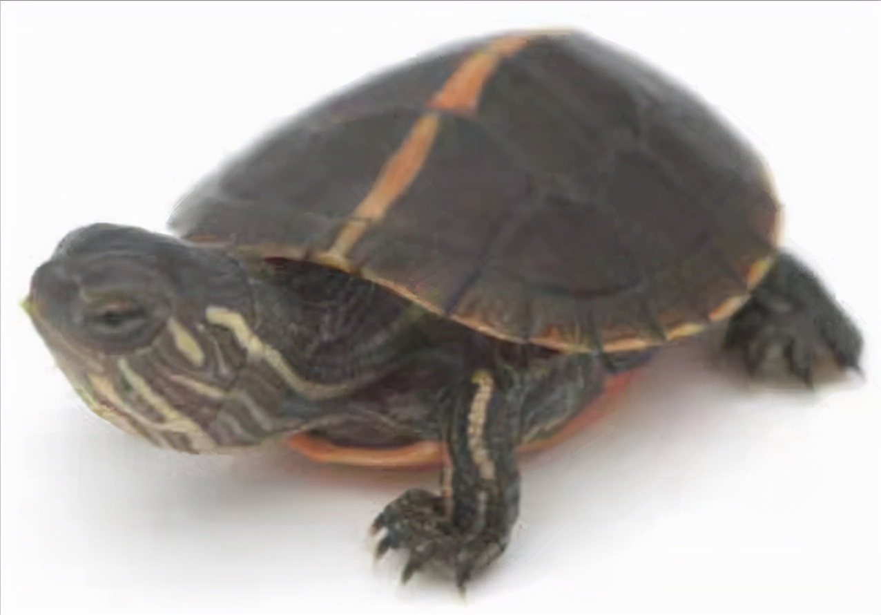 西非龟和沼泽龟哪个好养好看,黄耳龟跟黄头侧颈龟哪个好养