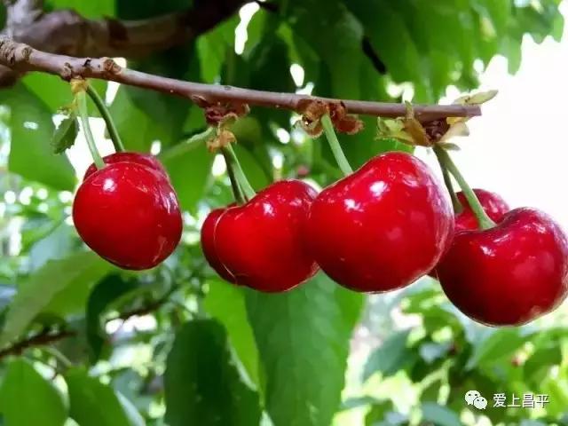 昌平哪里有采摘樱桃的地方,摘樱桃昌平