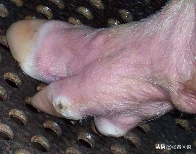 夏季猪疫病防治,猪皮肤病大全及治疗方案