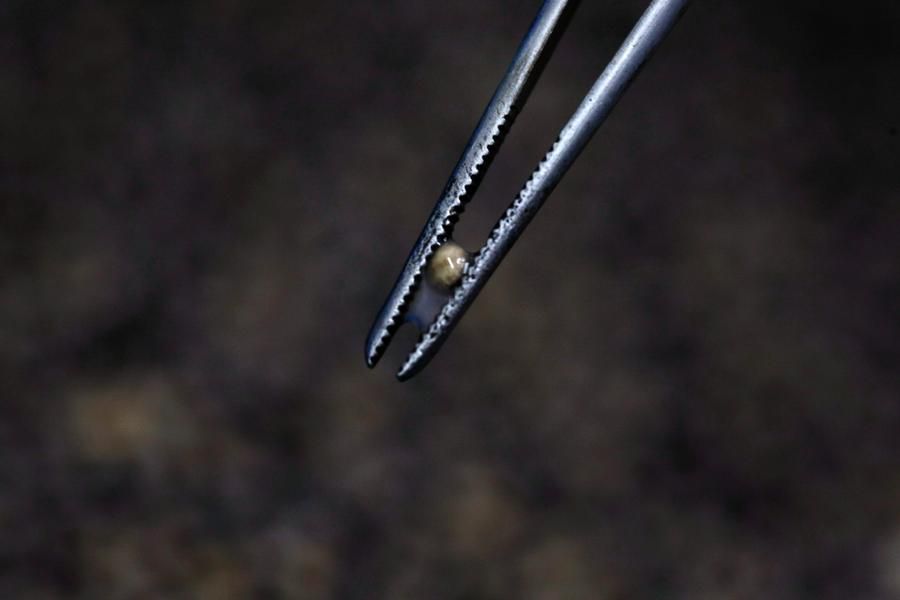 黑鱼子酱是由什么做成的,黑鱼子酱生的熟的