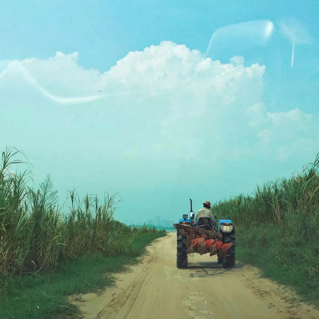 武汉公园免费景点推荐,武汉免费看花景点