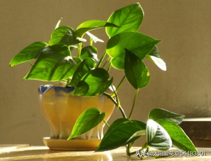 夏天绿萝怎么养才能爆盆和爬满墙,一盆绿萝新叶片翠绿