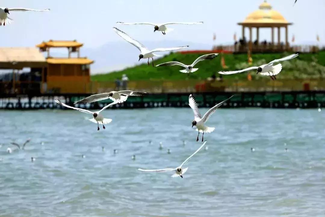 六月的新疆兵团,六月的新疆还有什么节日