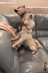 搞笑gif趣图你喜欢女神还是女汉子,搞笑gif趣图妹子健身辛苦吗