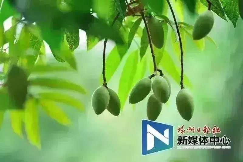 闽侯甘蔗8号地铁闽侯站在哪里,福州地铁8号线闽侯站在哪里
