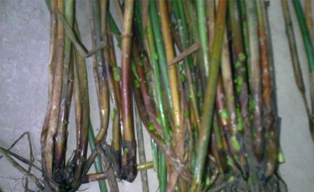 马蹄病害防治图,防治马蹄秆枯病特效药