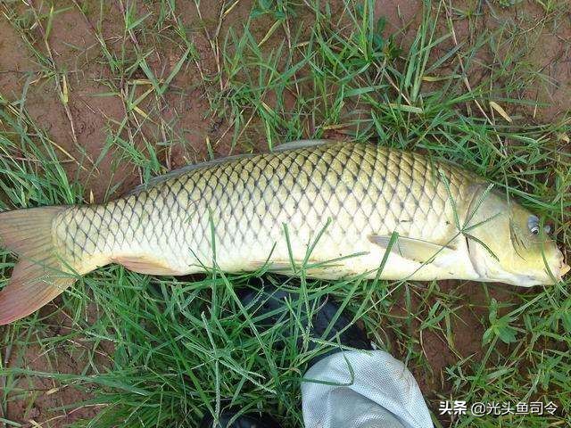 阿魏秘诱小药野钓效果咋样,野钓鲫鱼用什么小药最合适