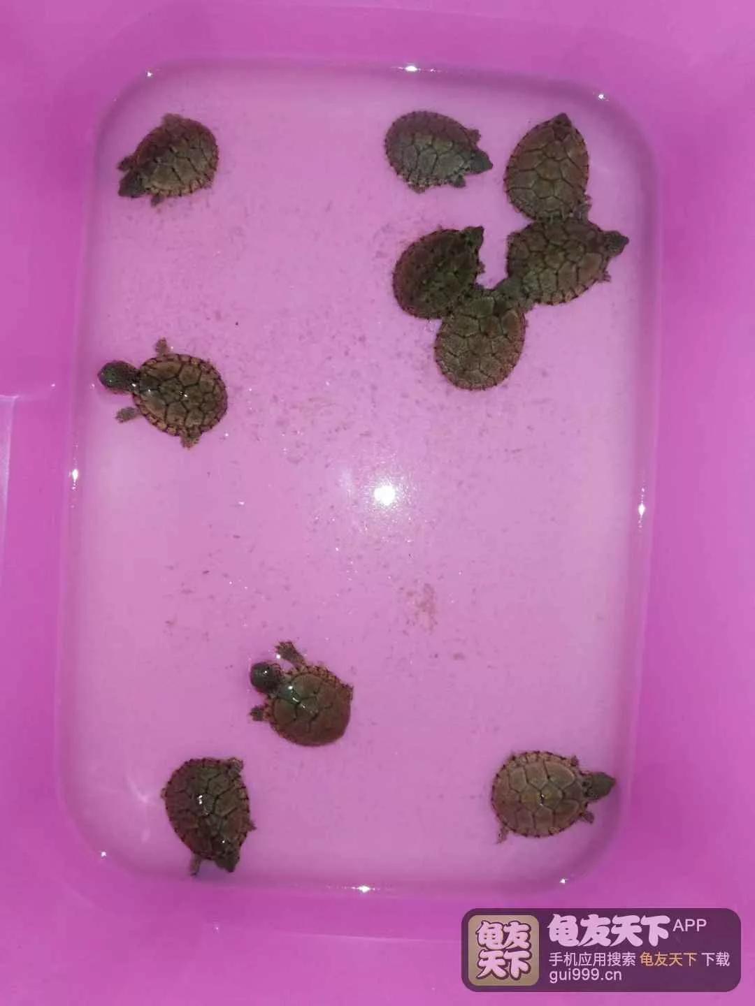 龟龟经常应激会怎么样,龟外伤用什么药