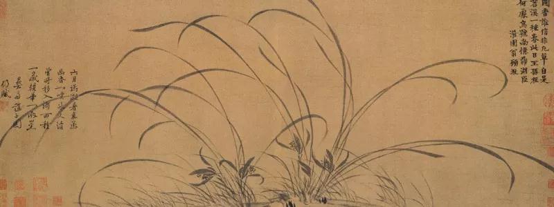 野生兰花被列为二级保护植物,野生植物保护野生兰花