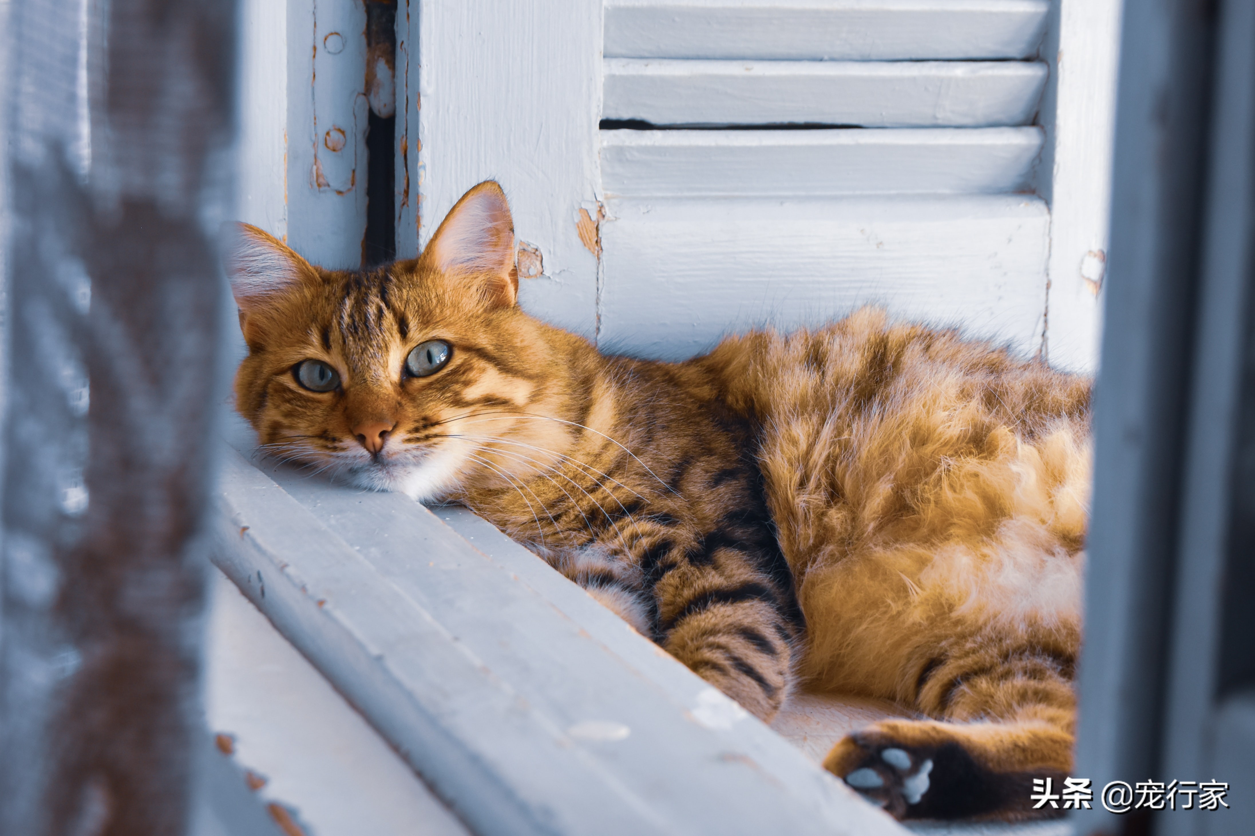 养猫家里到处猫毛怎么办,养猫后天天被猫抓咬