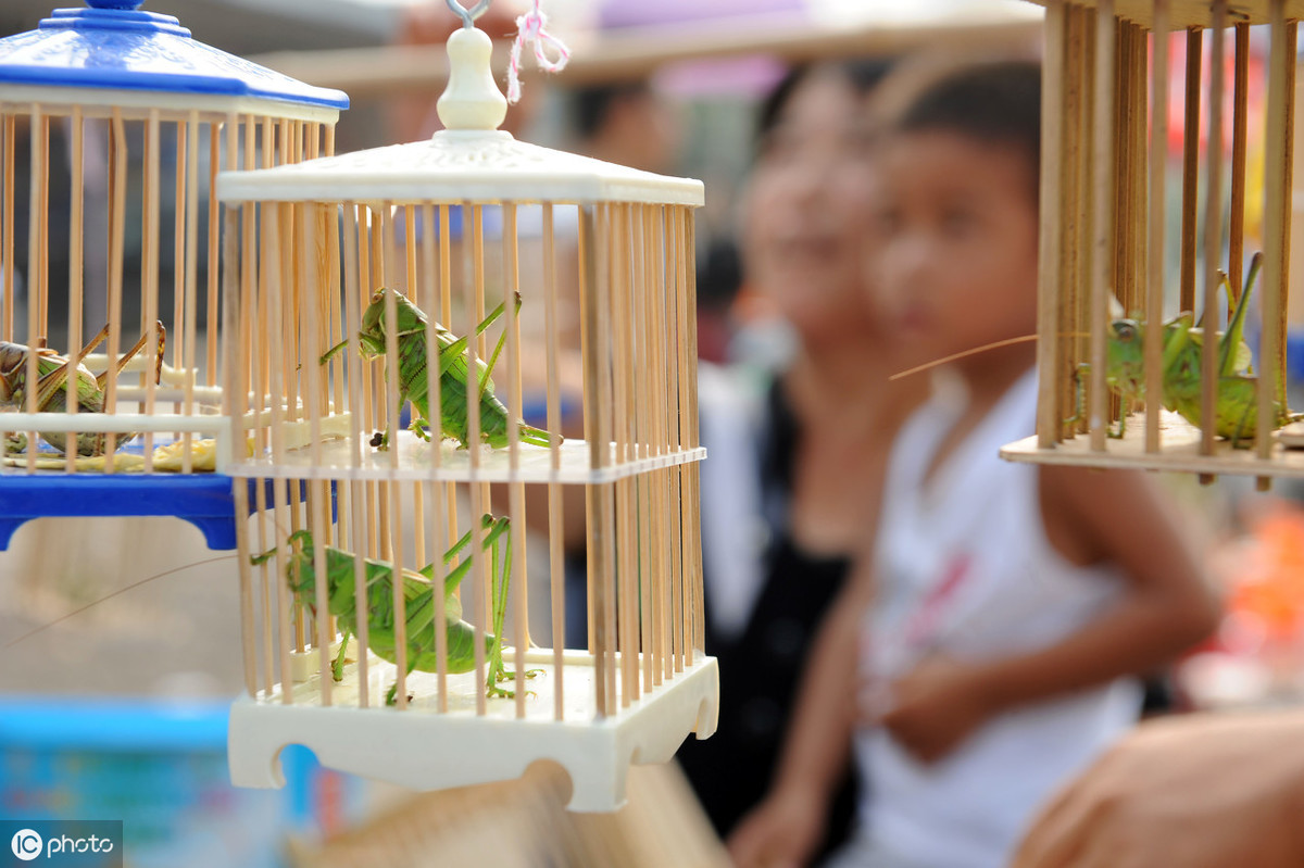 蝈蝈传统饲养,饲养蝈蝈的历史