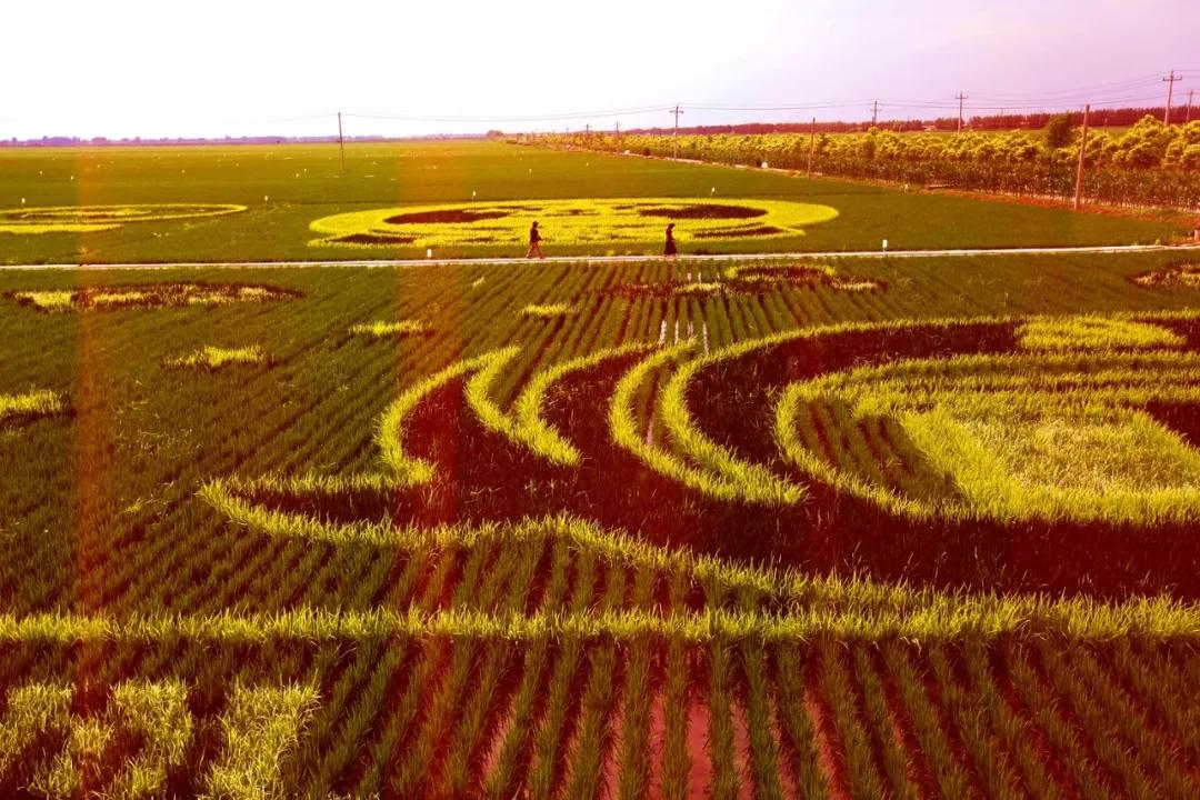 津门网金熙男:最美的稻田
