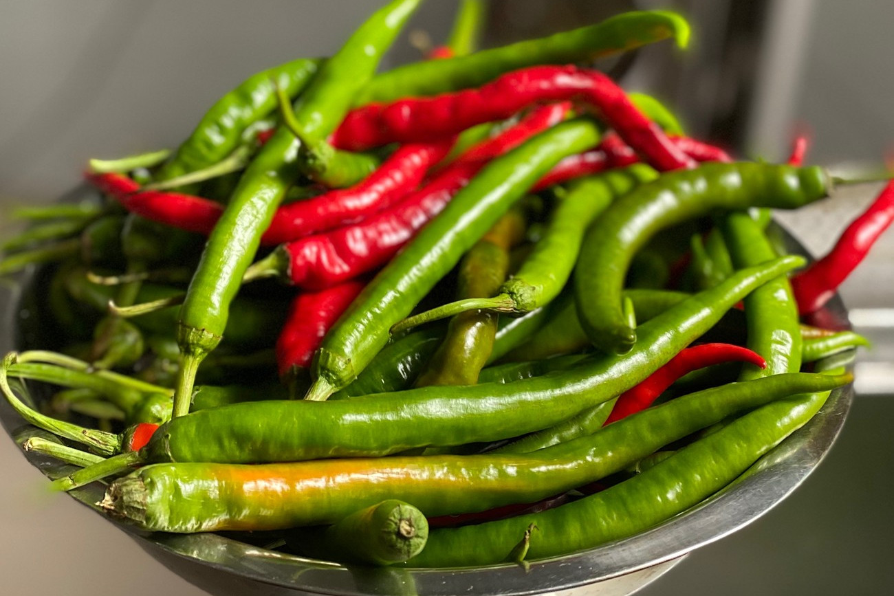 10斤青辣椒腌制几天能吃,把辣椒放进坛子里