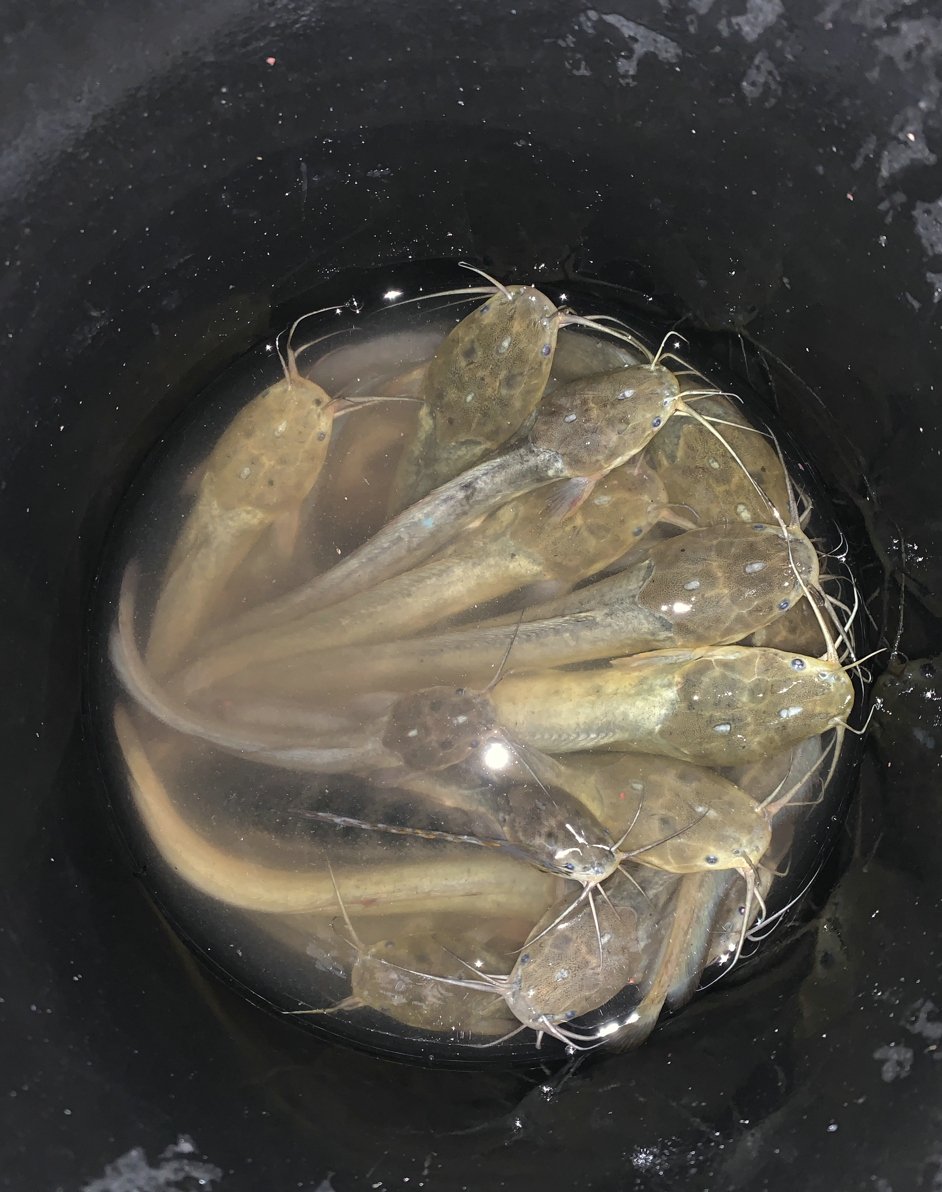 钓获大量塘角鱼图片,钓水库野生塘角鱼