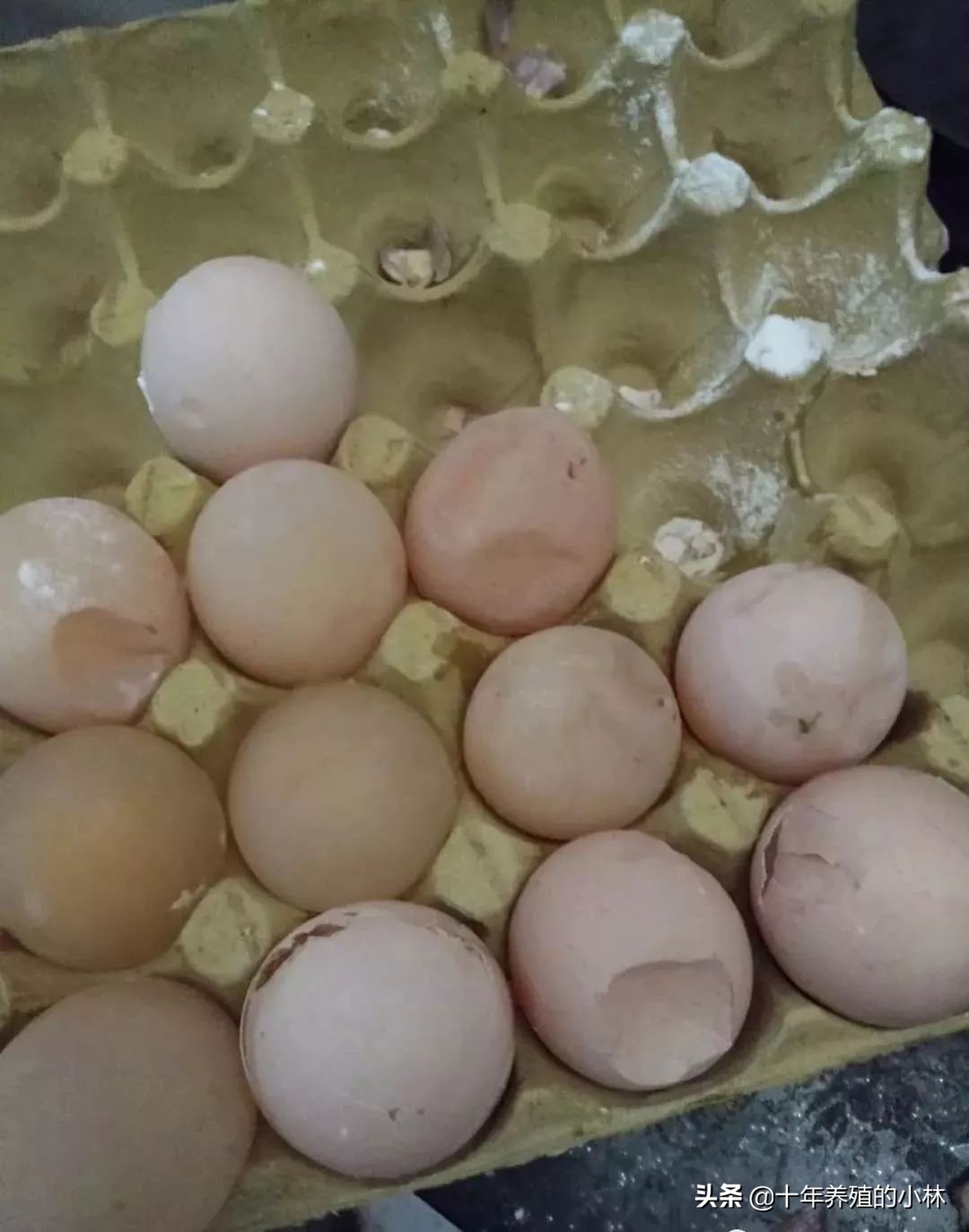 蛋鸡出现沙皮蛋的原因,蛋鸡开产软皮蛋多怎么办