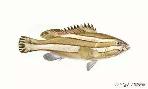 最好的十种石斑鱼,最漂亮的几种石斑鱼