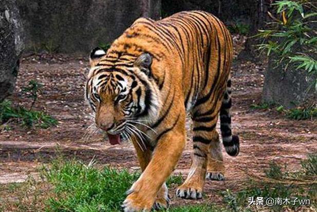老虎为什么一个月不下崽,为什么老虎一个人吃饭