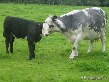 出肉率高的牛的样子,出肉率高的牛品质好不好