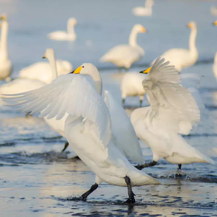 北方冬季适合吃的海鲜,北方冬天适合去的海滨小城