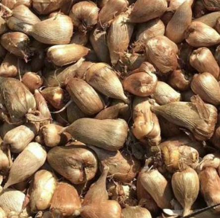 老中医可以给孩子起名吗,用中药名字给孩子取名可以吗