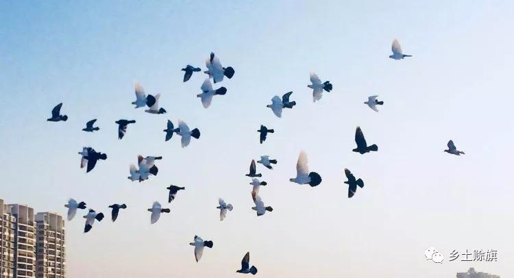 赊店鸽事之四鸽王末路