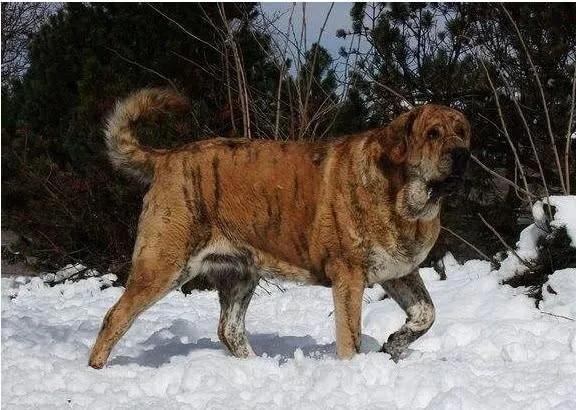 世界各国大型猛犬排名,世界各国猛犬排名