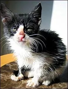 流浪猫猫癣是什么样的,金渐层猫得猫癣什么样