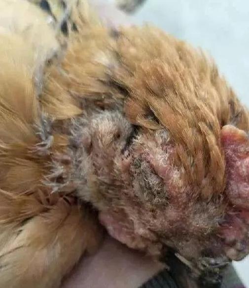 鸡眼睛流泪、肿大睁不开是什么病该怎么治疗？做好这些，轻松养鸡