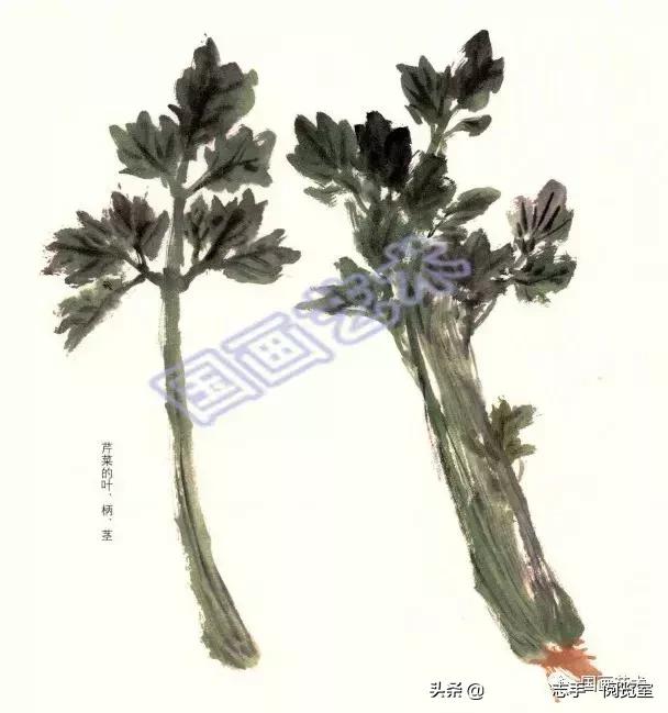 八种常见蔬菜画法,各种蔬菜画法