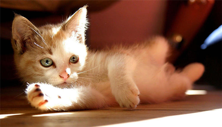 猫咪突然不亲人了怎么回事,猫咪养了几个月了还是不亲人