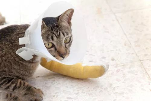 猫咪外伤用什么消毒,猫咪受了重伤如何处理