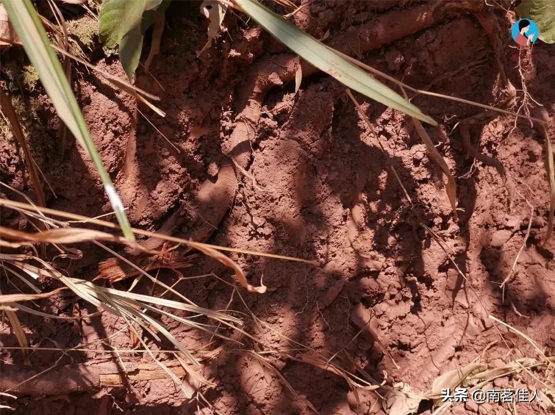 普洱茶的一级类目是什么,普洱茶一山一味的典型代表