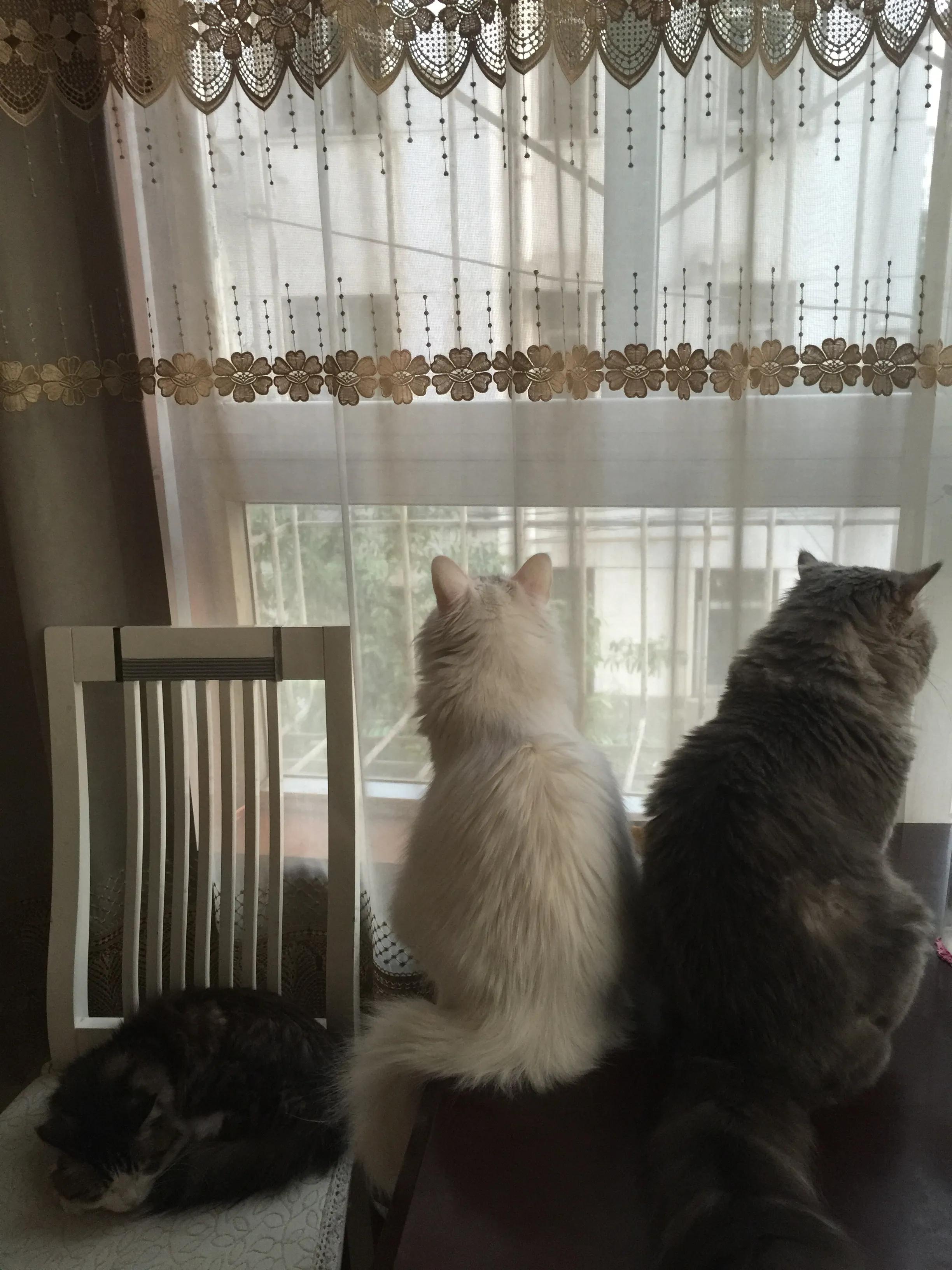 备胎式约会,备胎说车买车