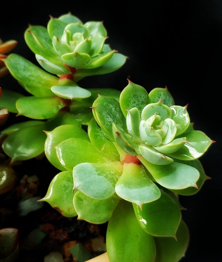 记录多肉长大的全过程,记录所有多肉成长过程