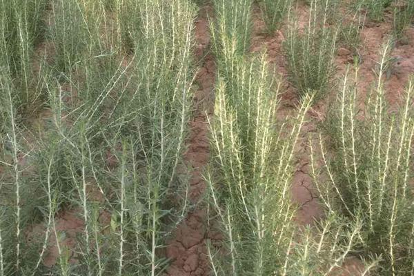 黑枸杞种植条件,黑枸杞种植的方法