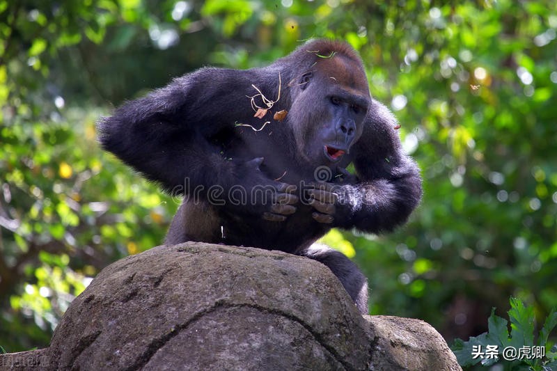大猩猩夺王位,大猩猩继承王位