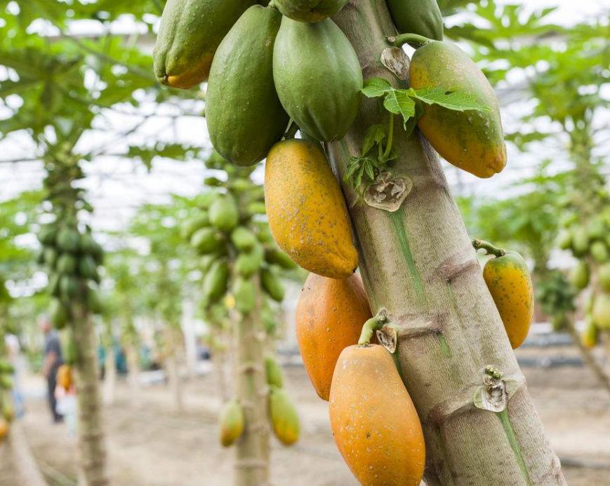 木瓜怎么判断好坏,怎么判断木瓜的成熟程度